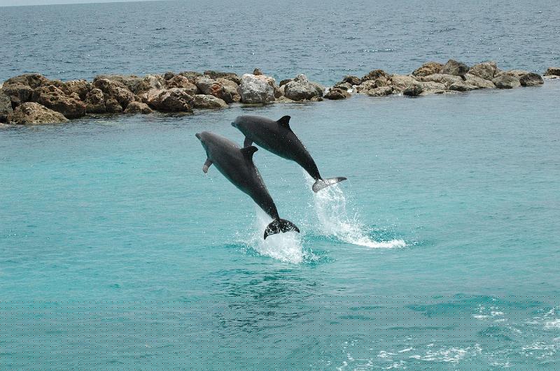 dauphin 027.jpg